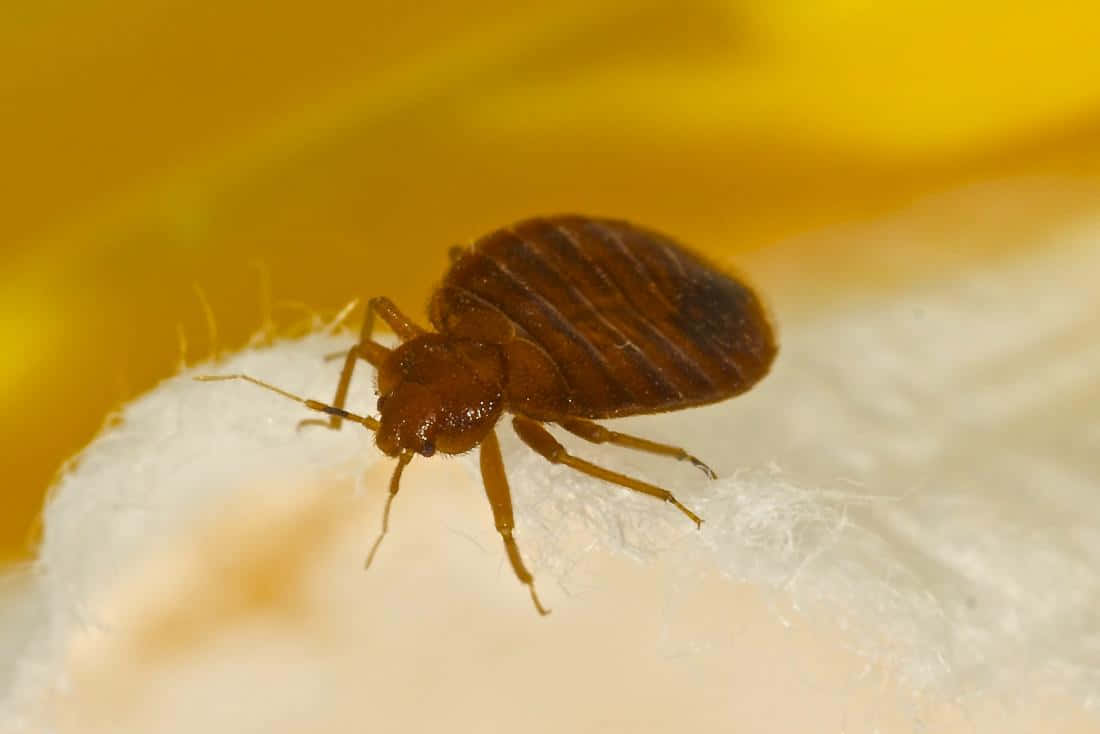 Close Up Bed Bug Wallpaper