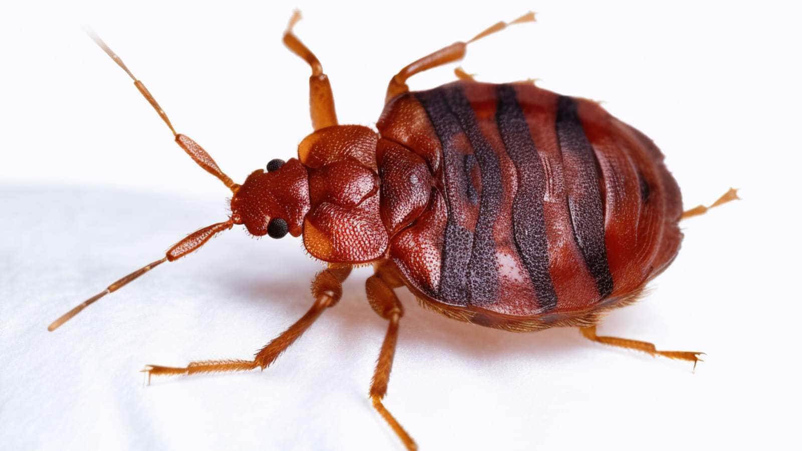 Close Up Bed Bug Wallpaper