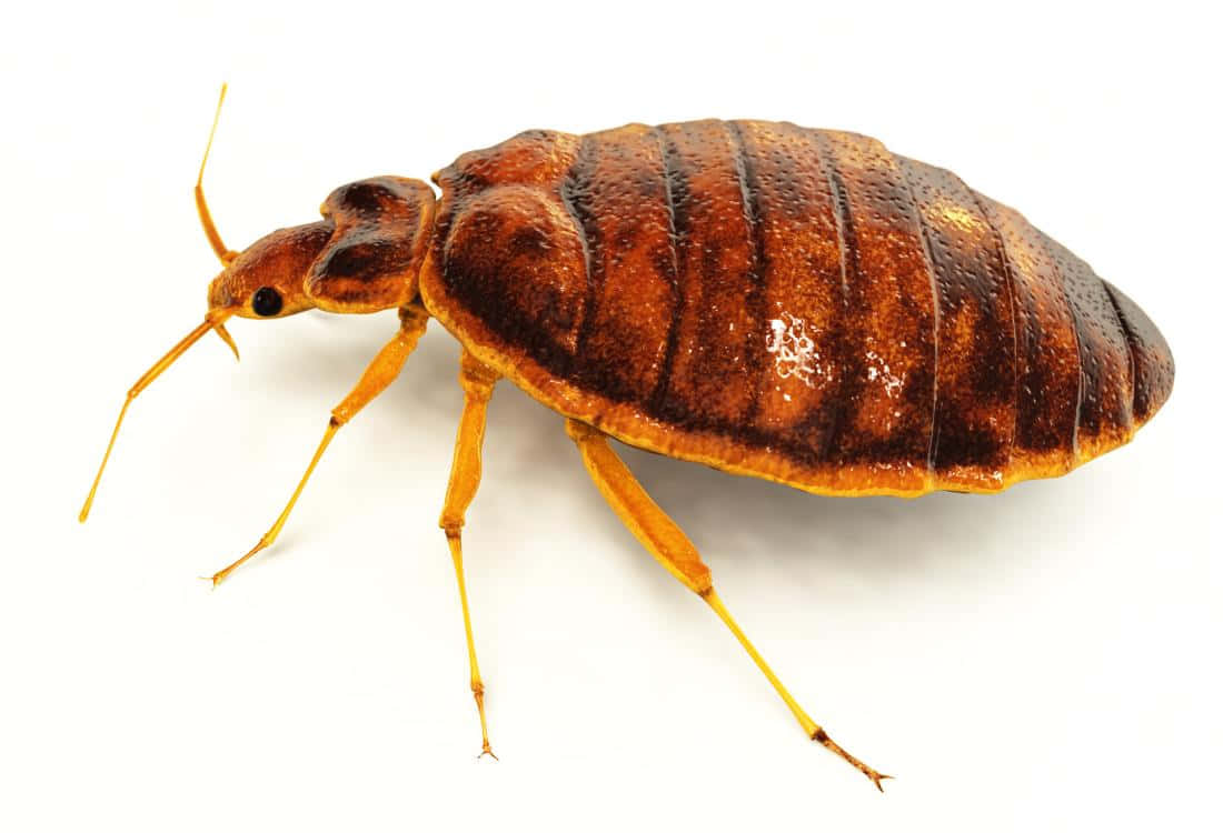 Close Up Bed Bug Image Wallpaper