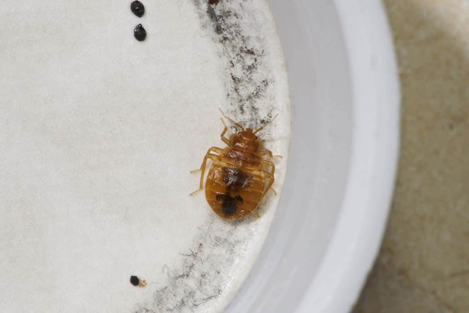 Close Up Bed Bug On Mattress Wallpaper