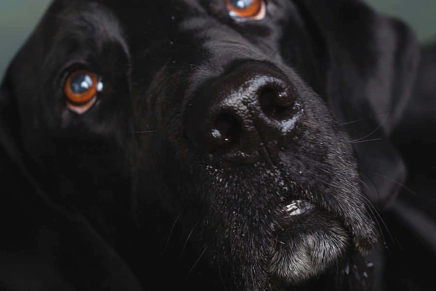 Close Up Black Great Dane Dog Wallpaper