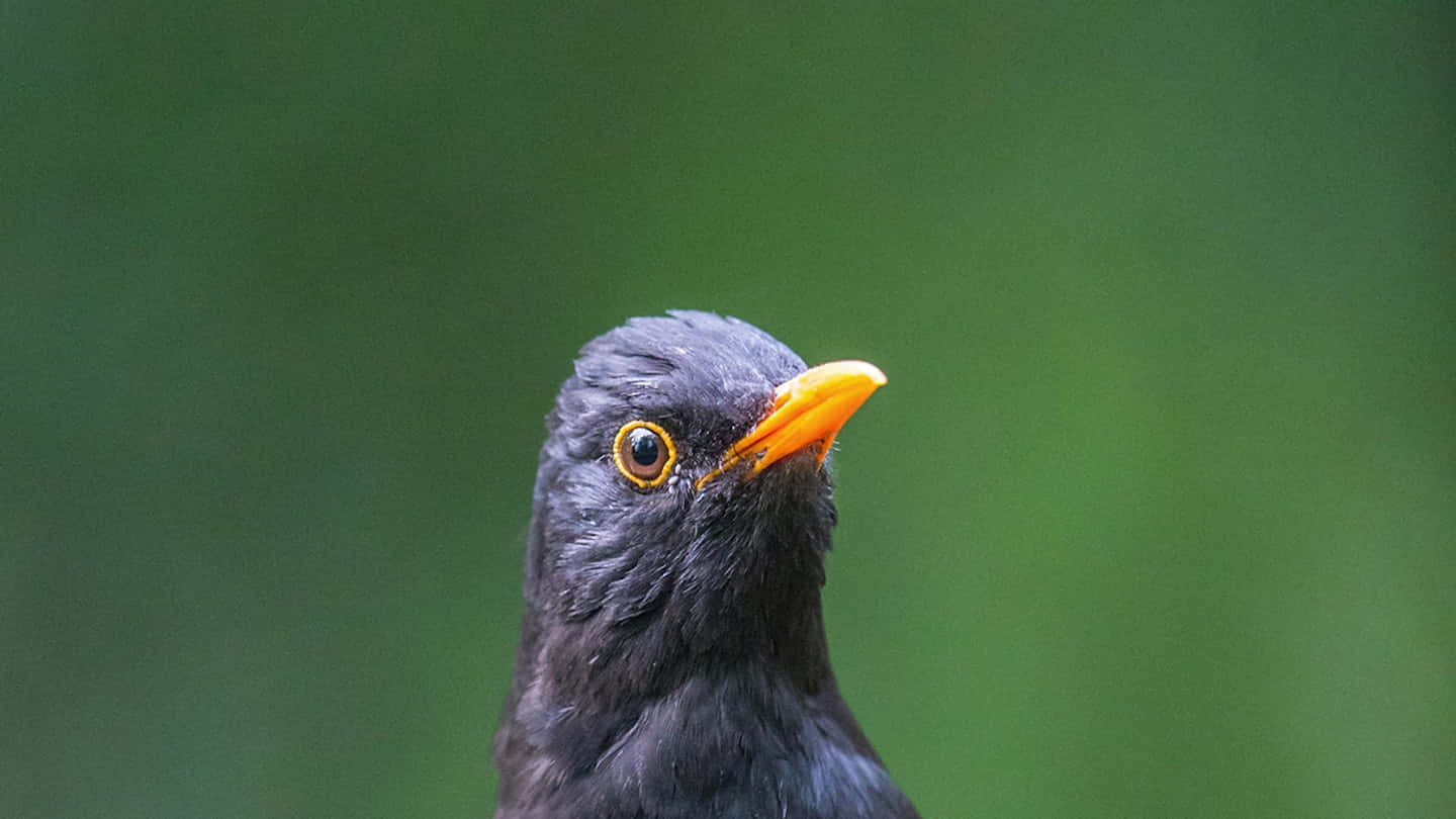 Close Up Blackbird Portrait Wallpaper