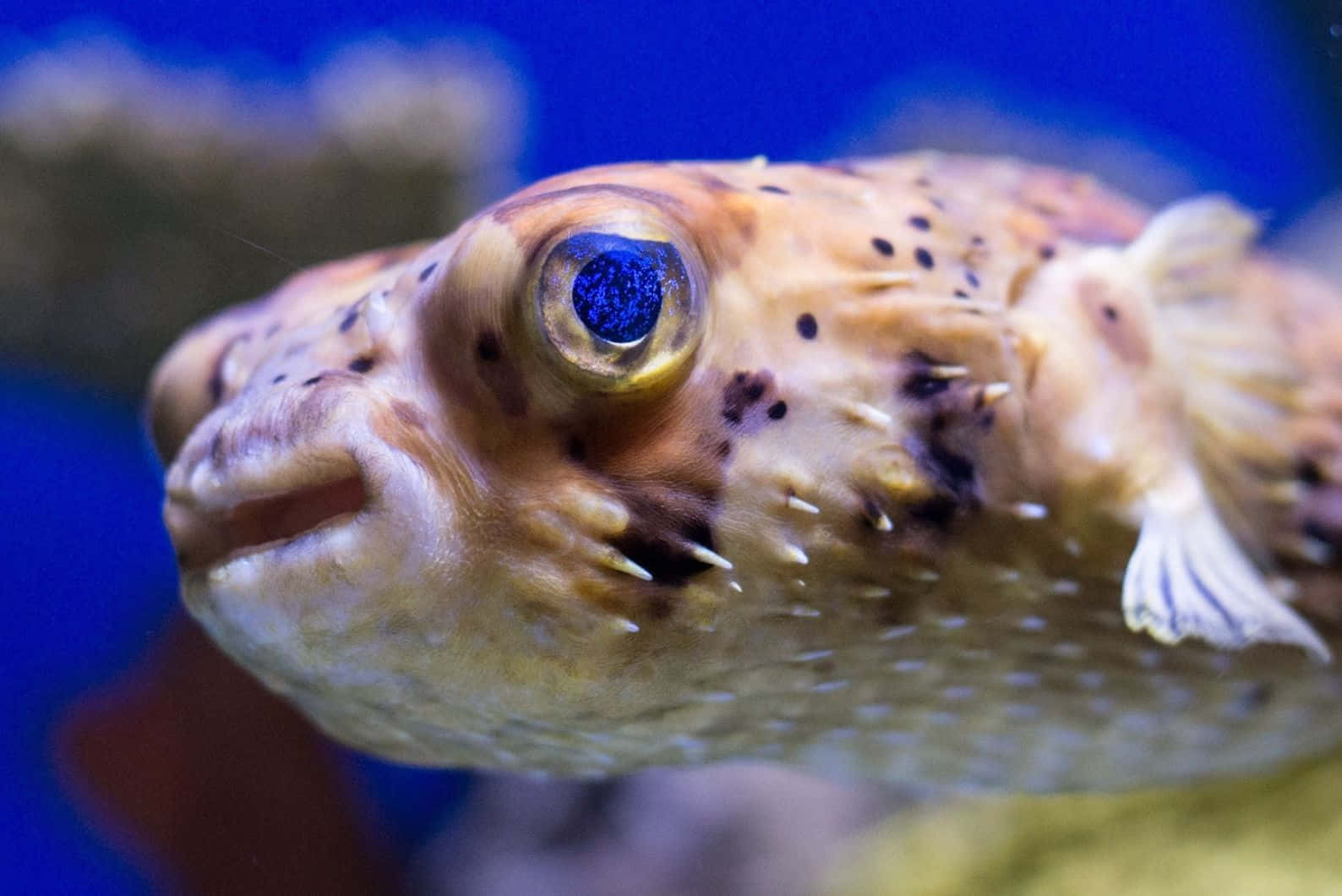 Close Up Blowfish Portrait Wallpaper