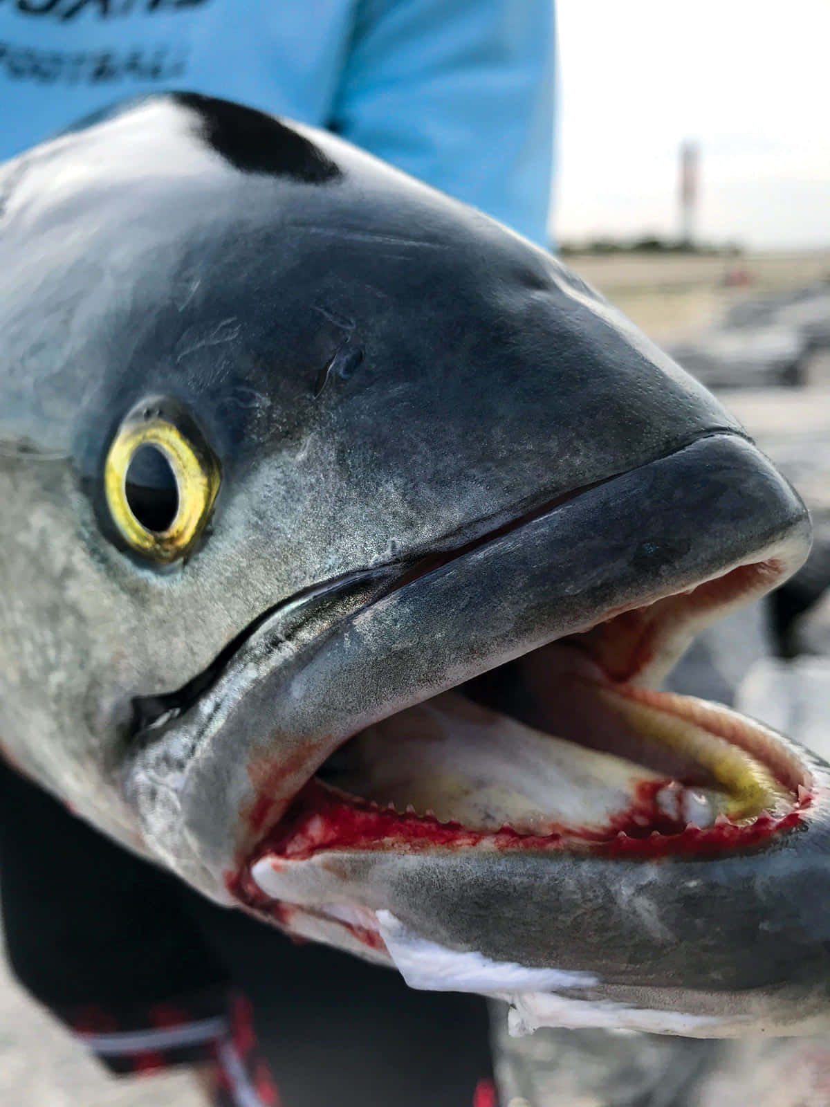 Close Up Bluefish Catch Wallpaper