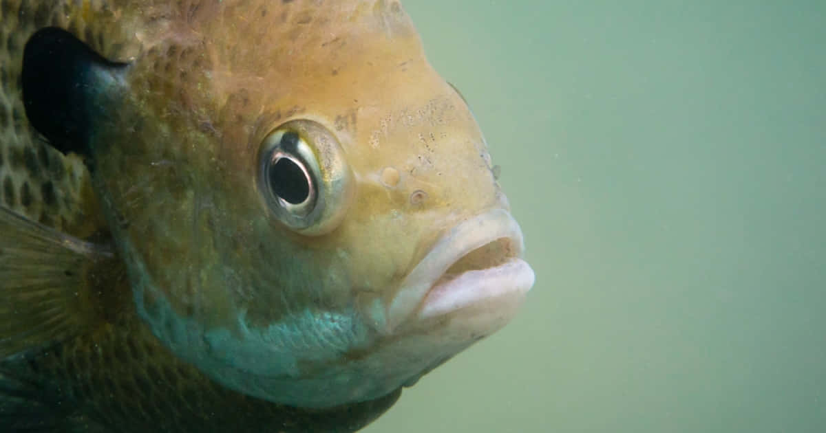 Close Up Bluegill Underwater Wallpaper