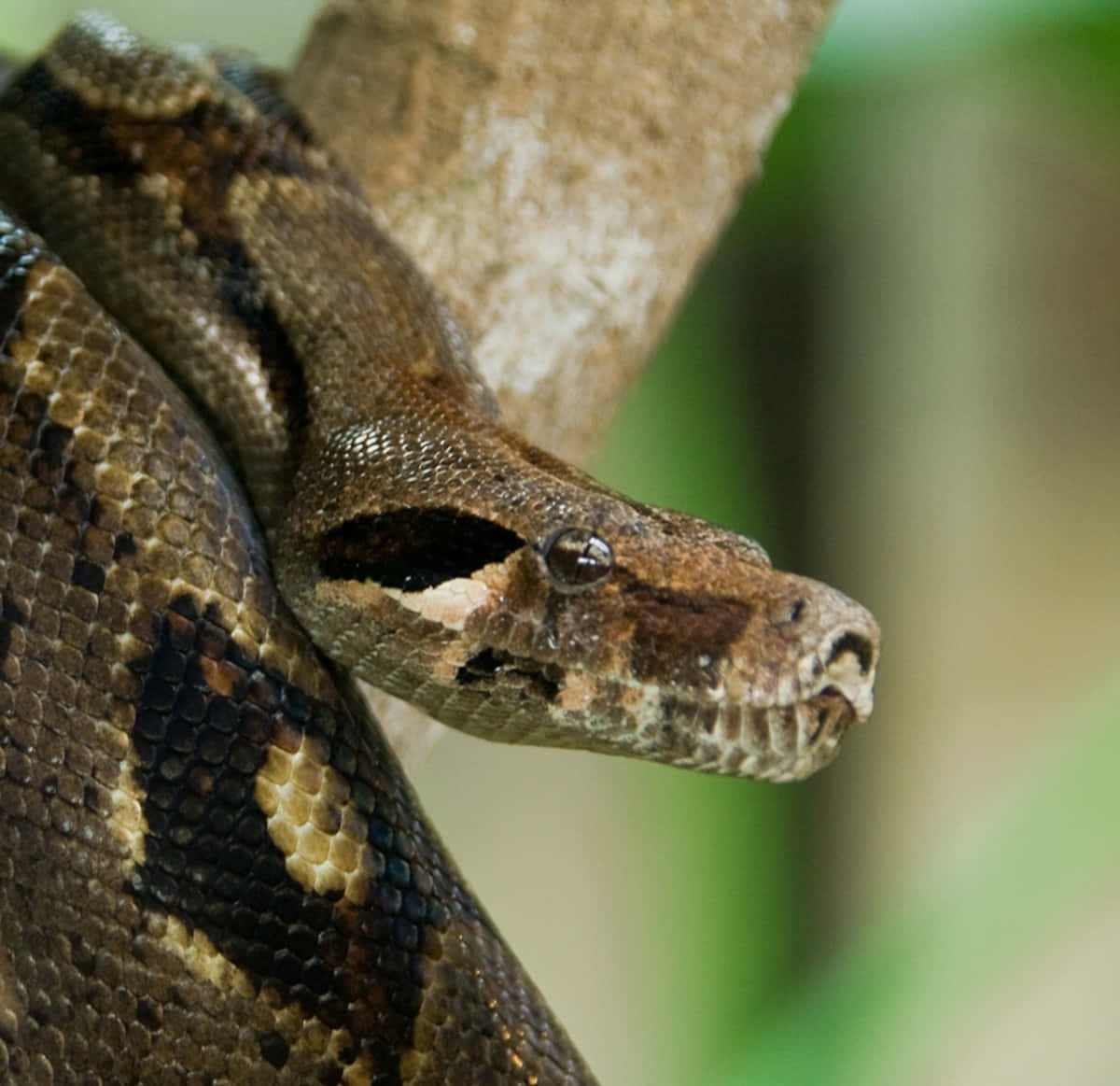 Close Up Boa Constrictor Wallpaper