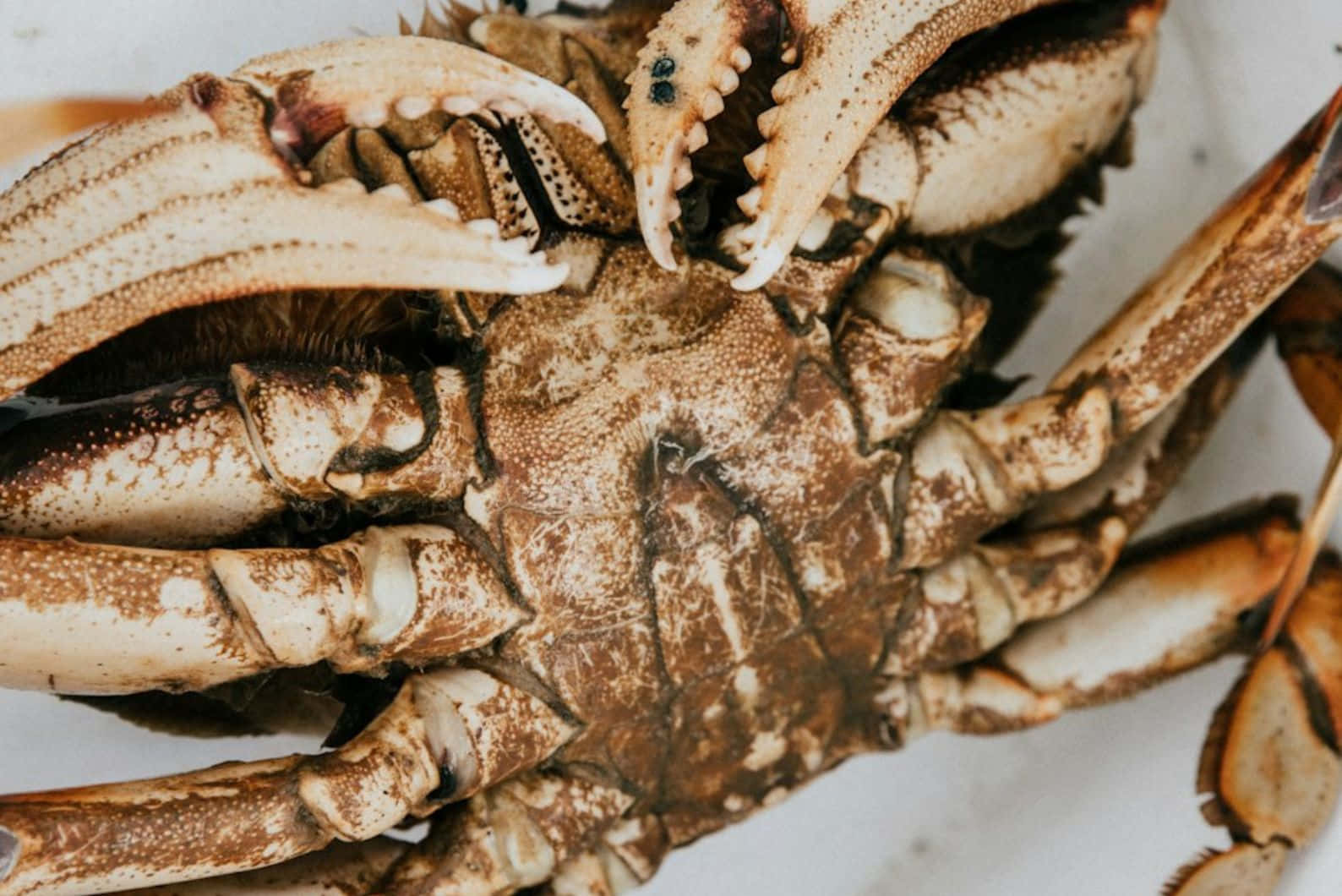 Close Up Brown Crab Wallpaper