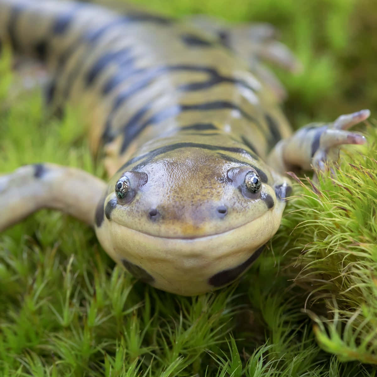 Close Up Caecilian Amphibian.jpg Wallpaper