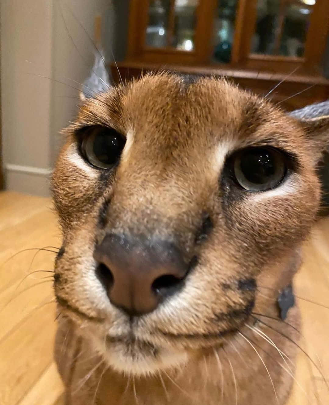 Close Up Caracal Face Wallpaper