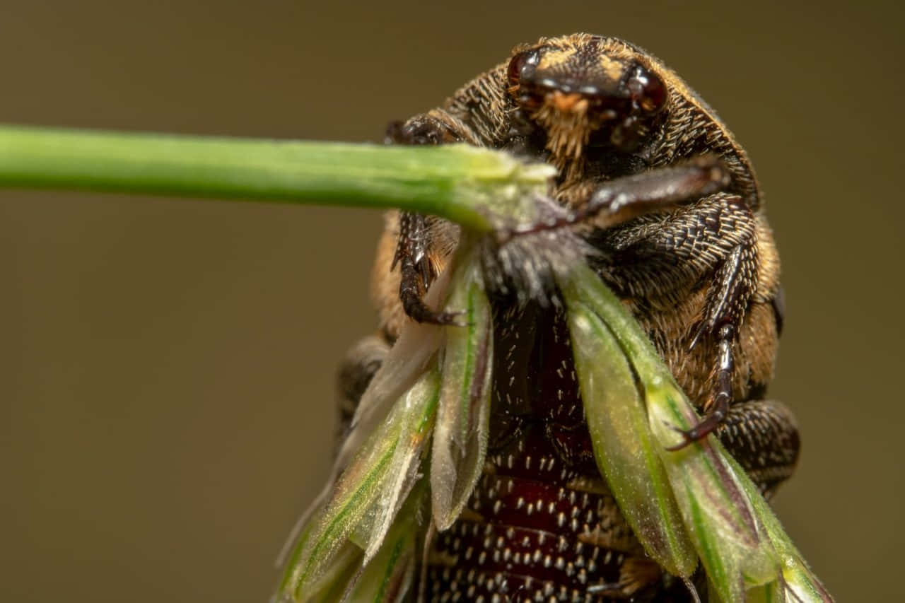 Close Up Carpet Beetleon Plant Stem Wallpaper