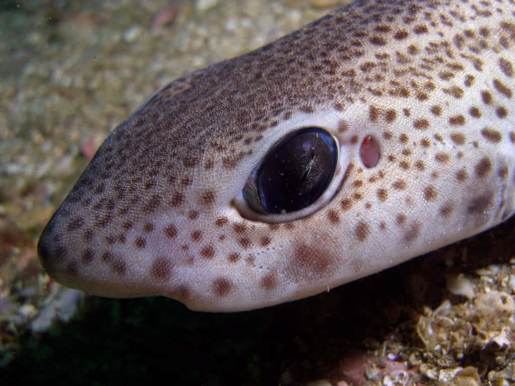 Close Up Cat Shark Eye Wallpaper