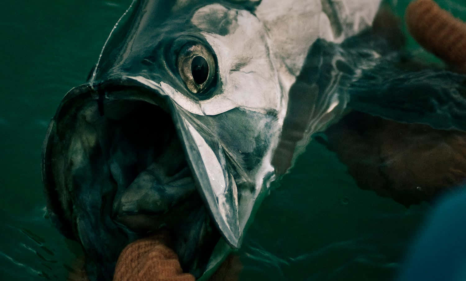 Close Up Caught Tarpon Wallpaper