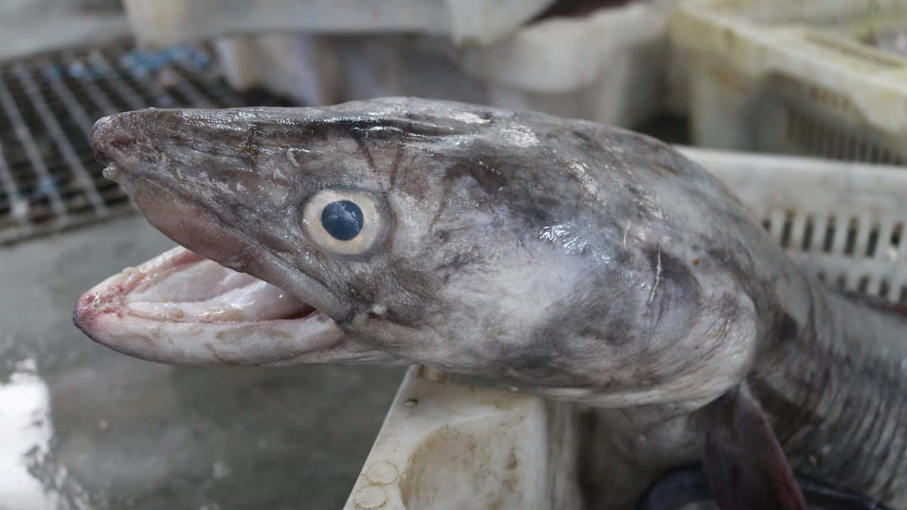 Close Up Conger Eel Market Wallpaper