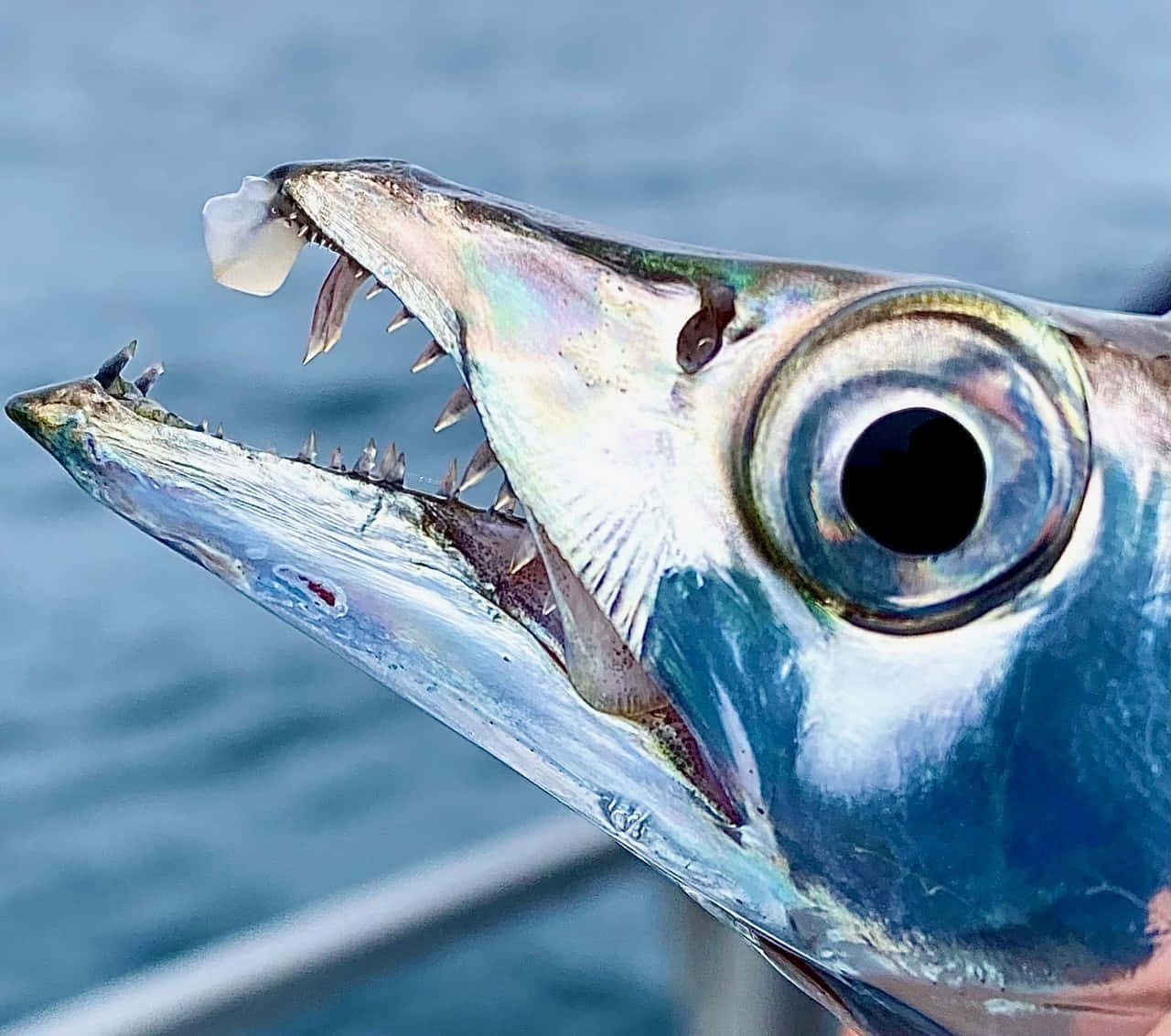 Close Up Cutlassfish Mouthand Eye Wallpaper