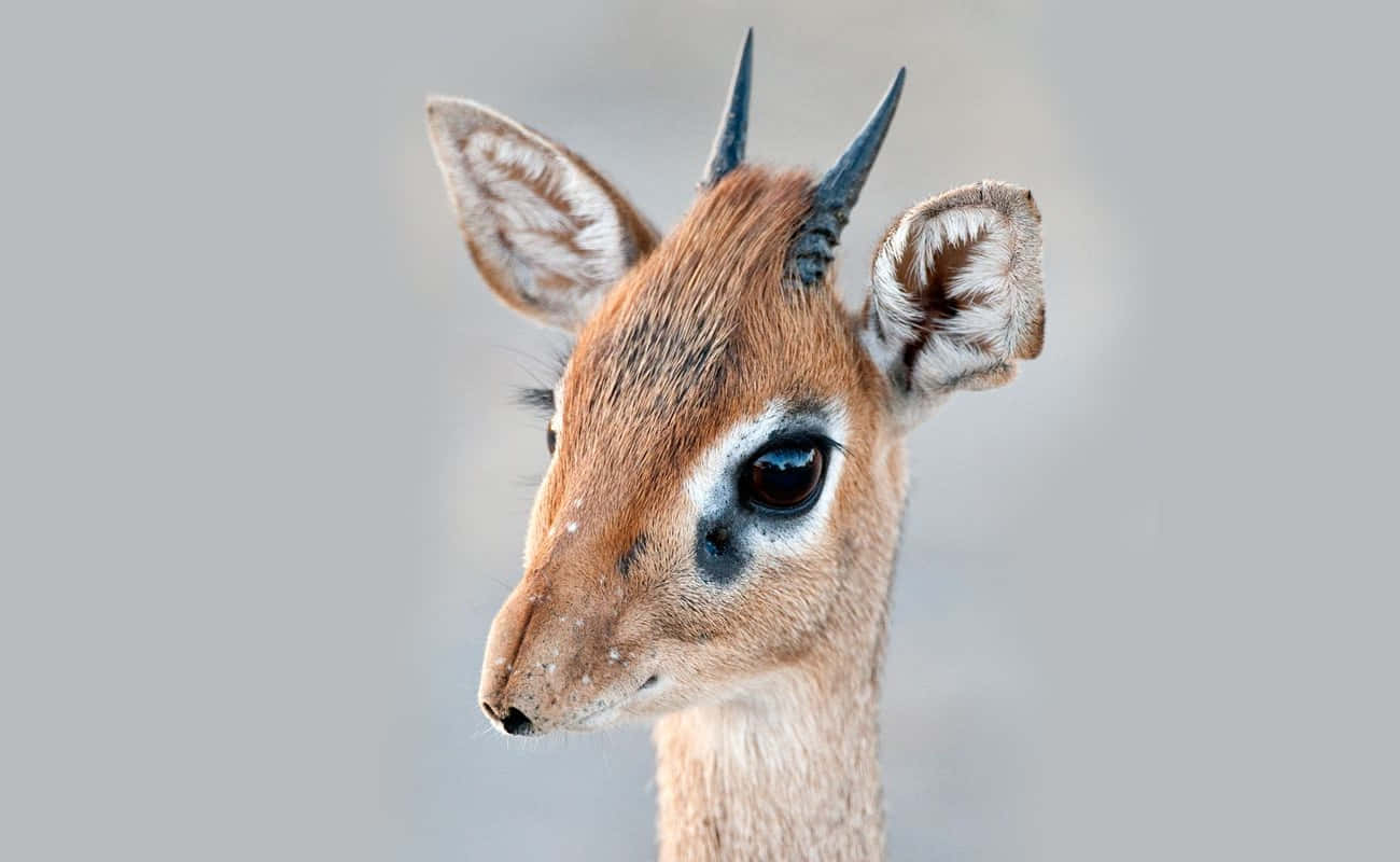 Close Up Dik Dik Portrait Wallpaper