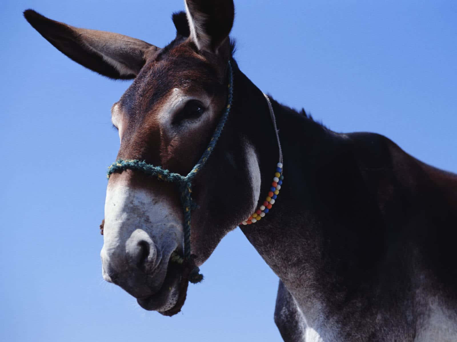 Close Up Donkeywith Beaded Halter Wallpaper