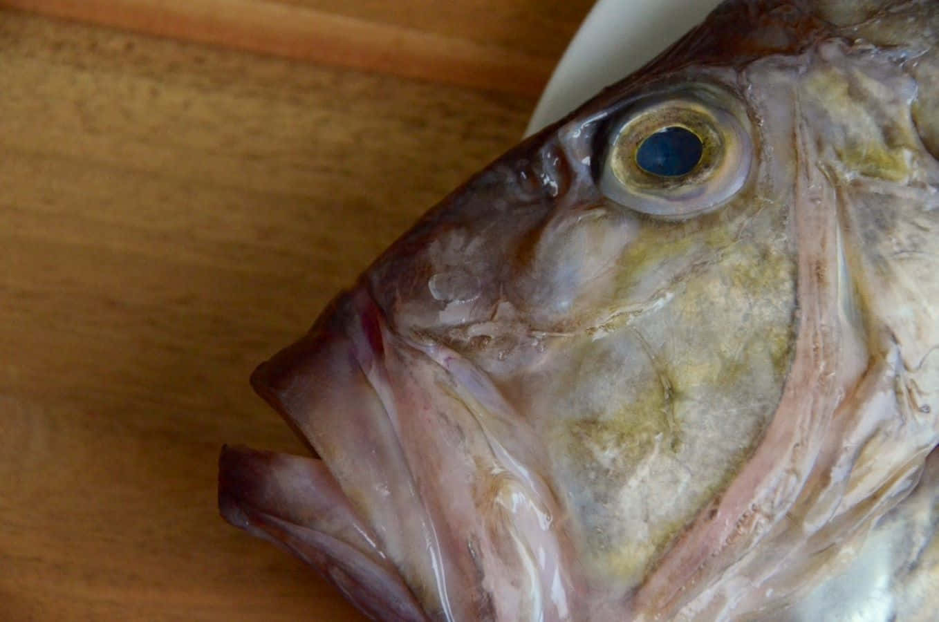 Close Up Fish Head Wooden Background Wallpaper