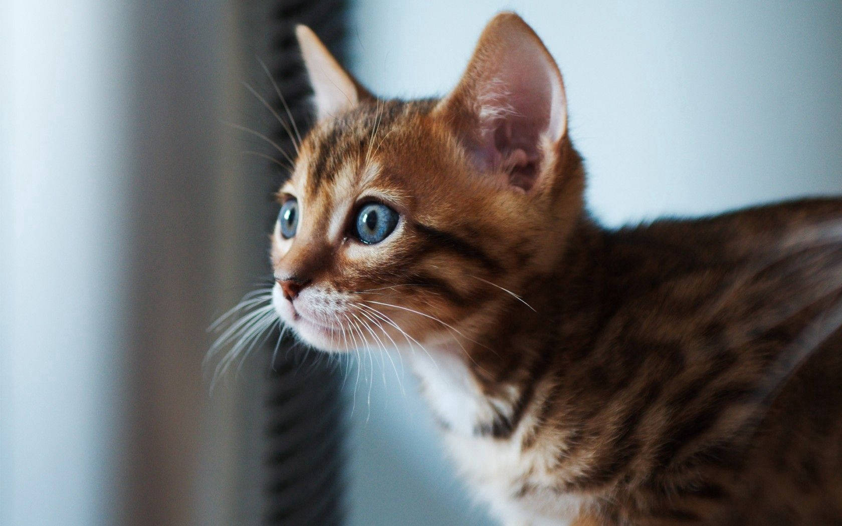 Close-up Focus Kitten Wallpaper