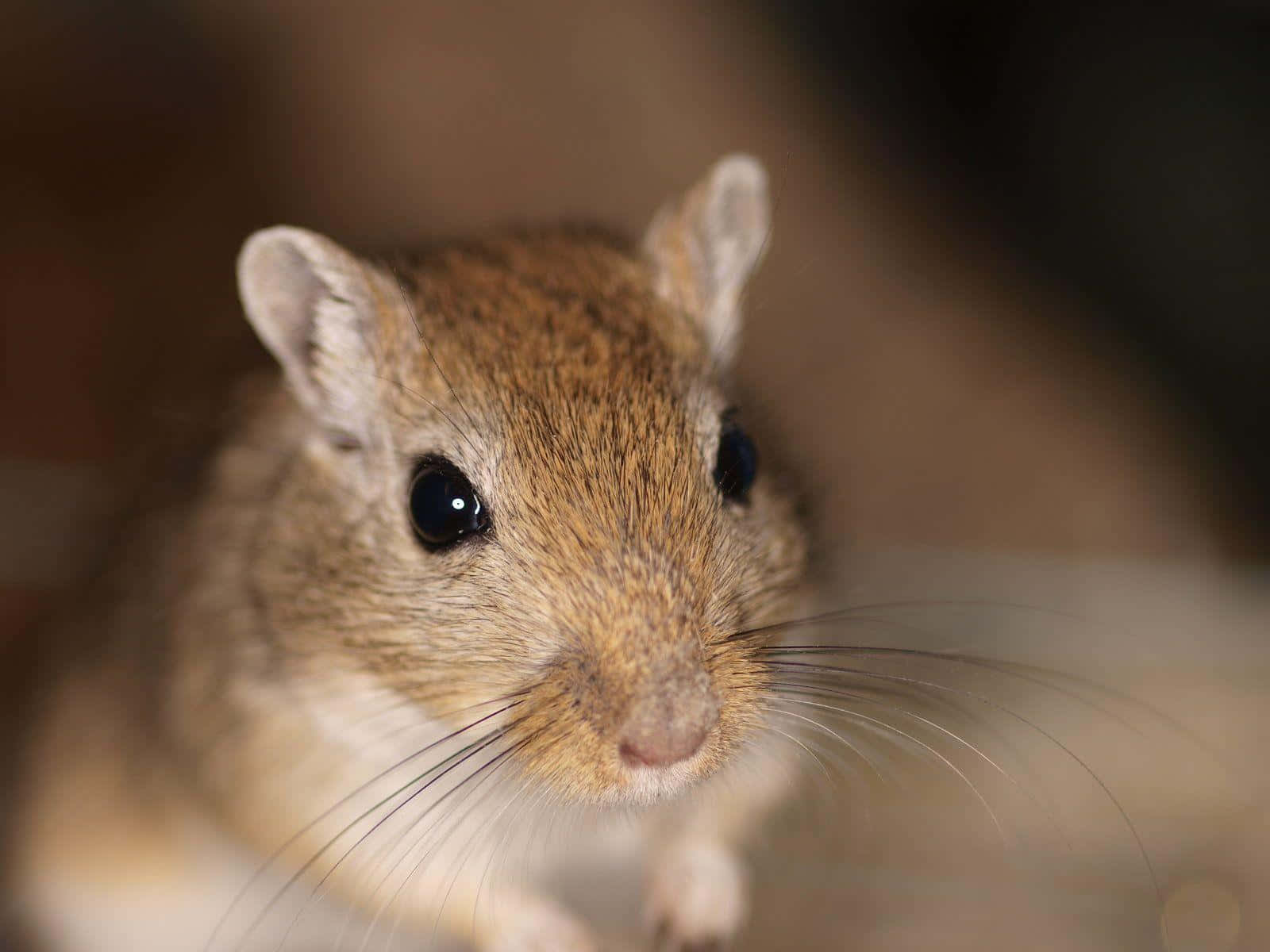 Close Up Gerbil Portrait Wallpaper