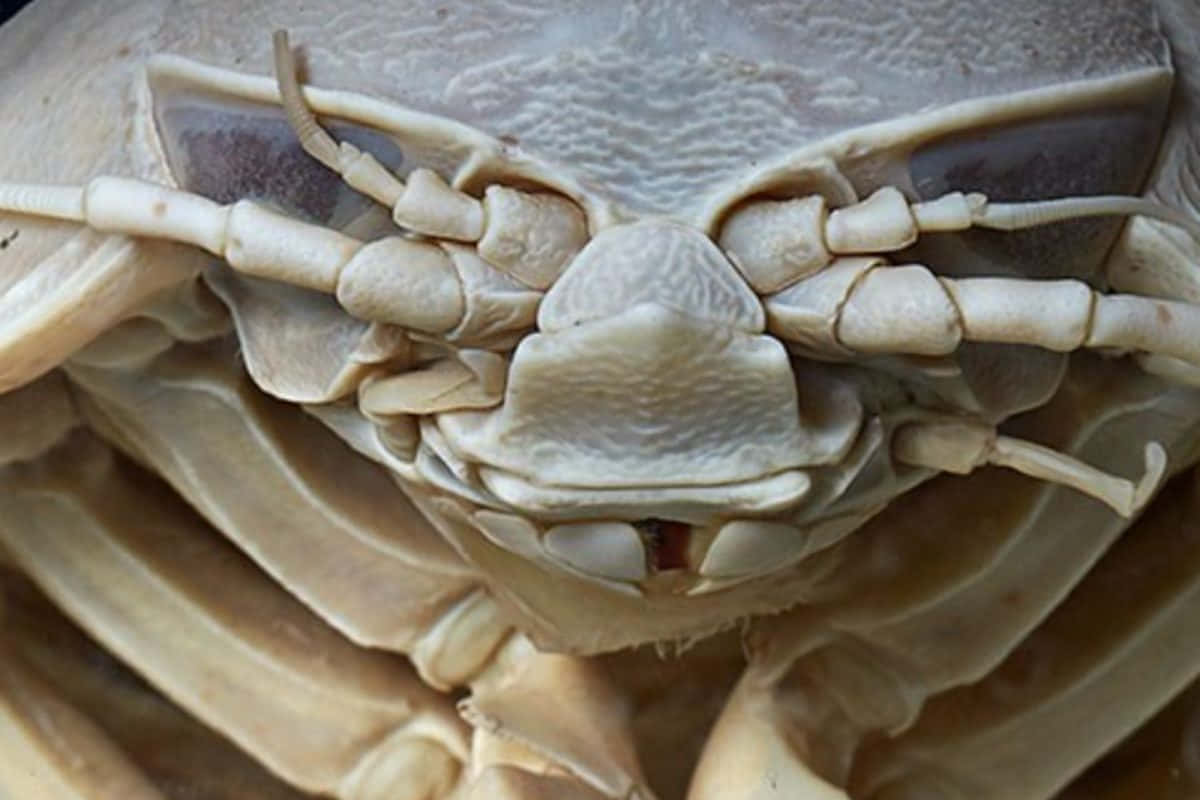 Close Up Giant Isopod Wallpaper