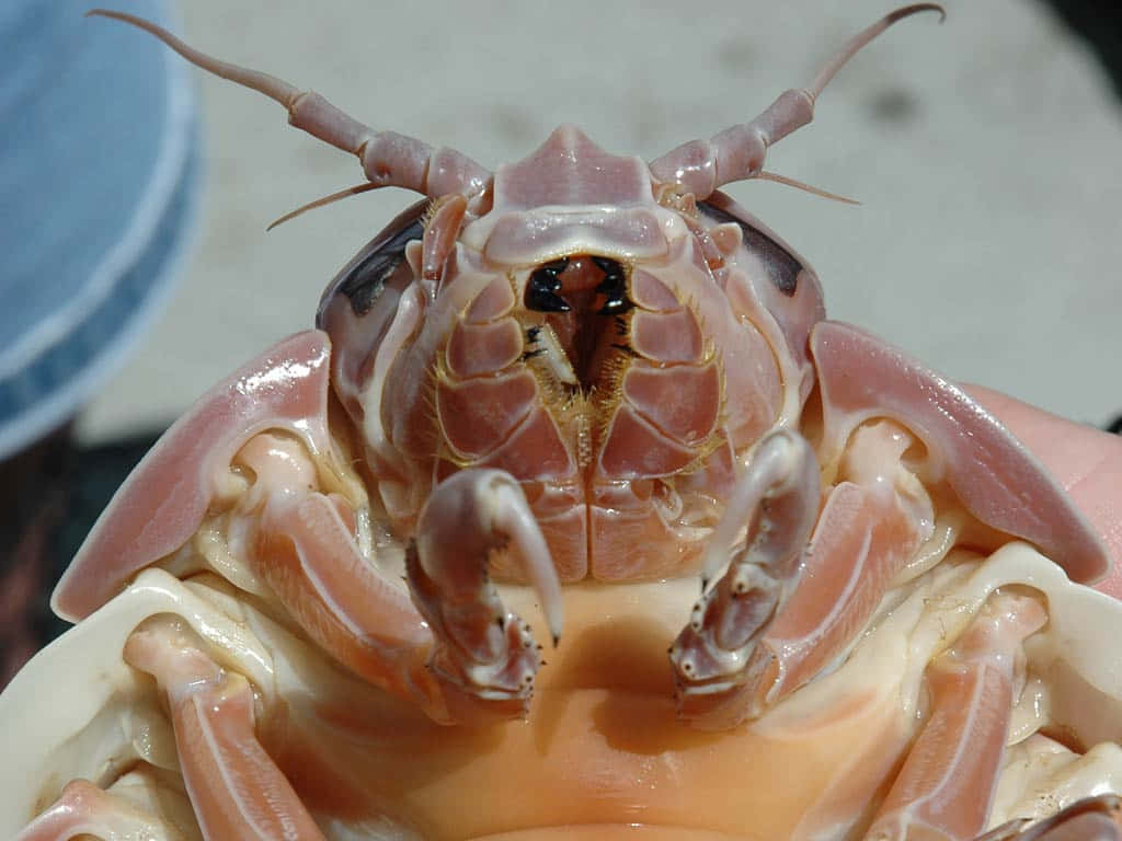 Close Up Giant Isopod Wallpaper