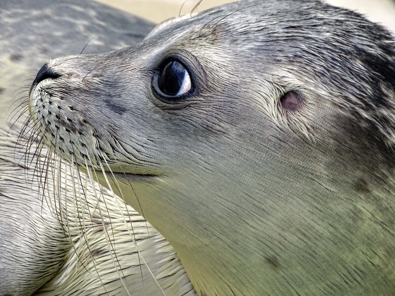 Close Up Gray Seal Portrait Wallpaper