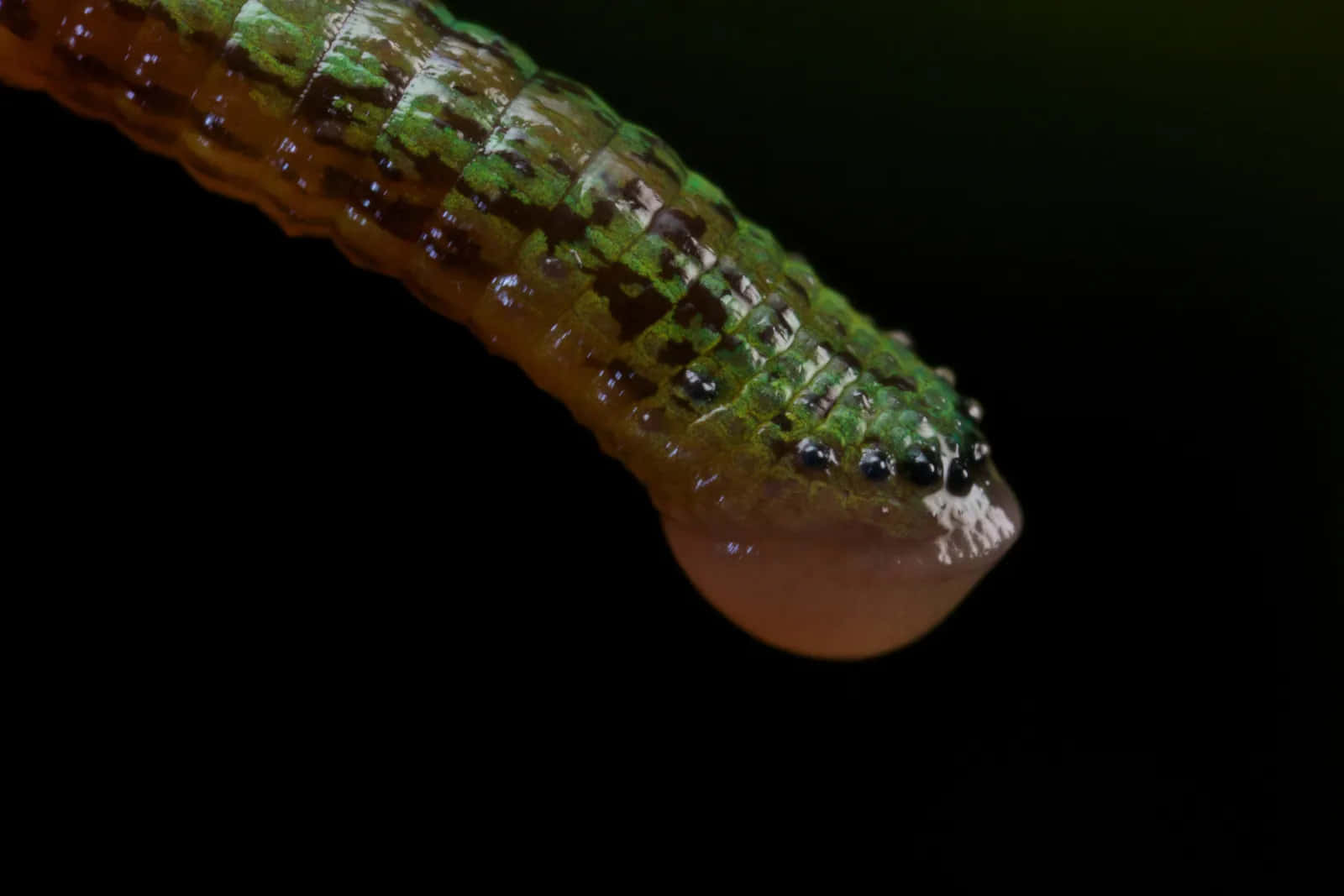 Close Up Green Leech Segment Wallpaper