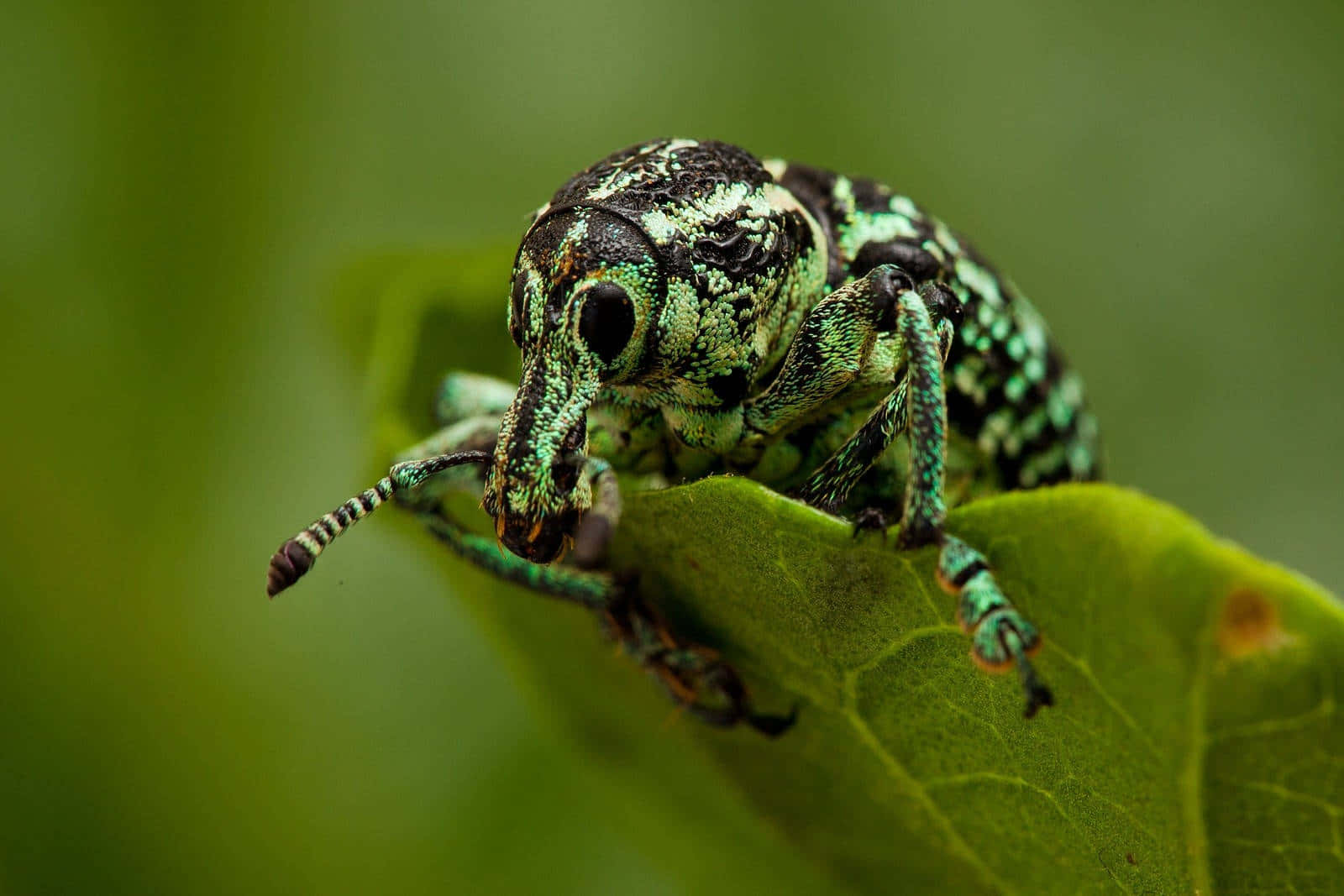 Close Up Green Weevilon Leaf.jpg Wallpaper