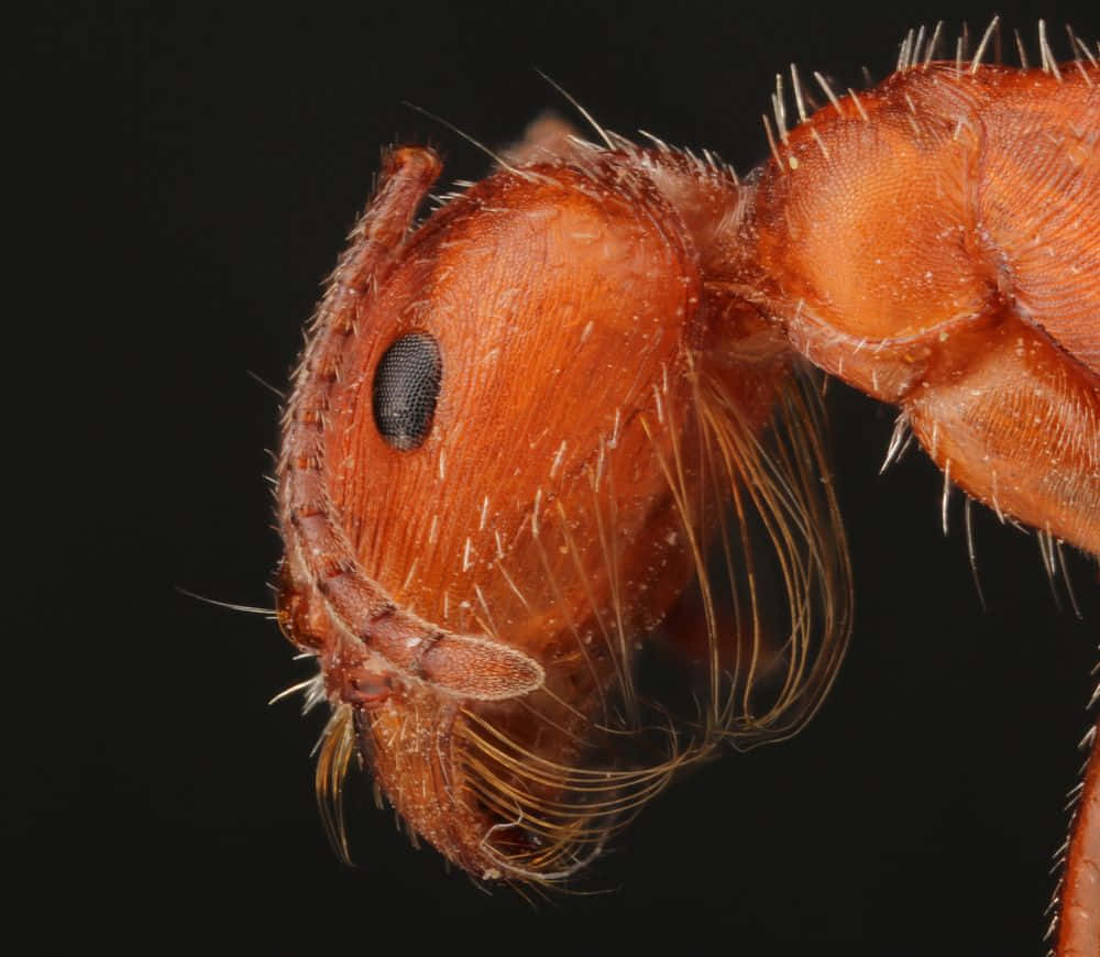 Close Up Harvester Ant Head Wallpaper