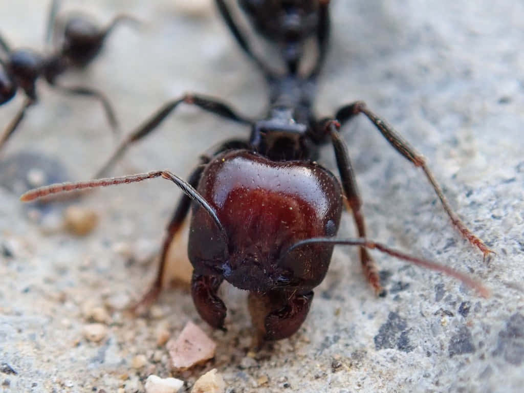 Close Up Harvester Ant Wallpaper