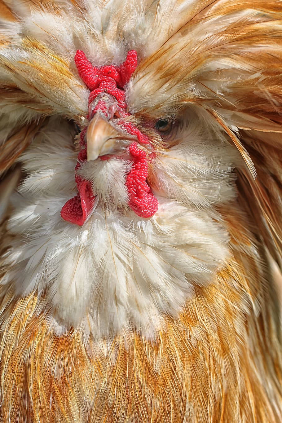 Close Up Hen Wallpaper