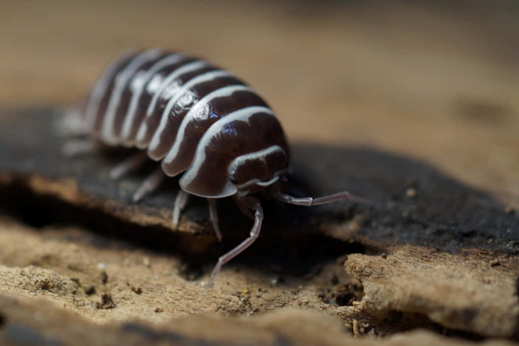 Close Up Isopod On Wood Wallpaper