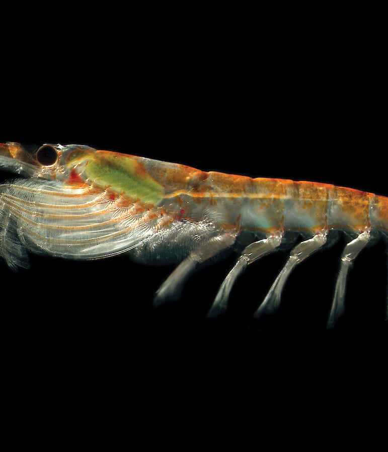 Close Up Krill Under Microscope Wallpaper