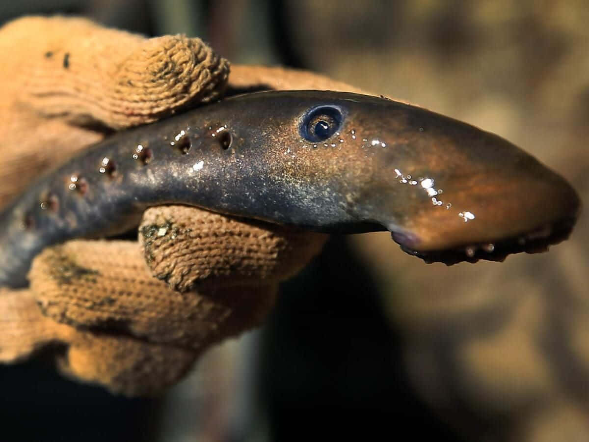 Close Up Lamprey In Hand Wallpaper