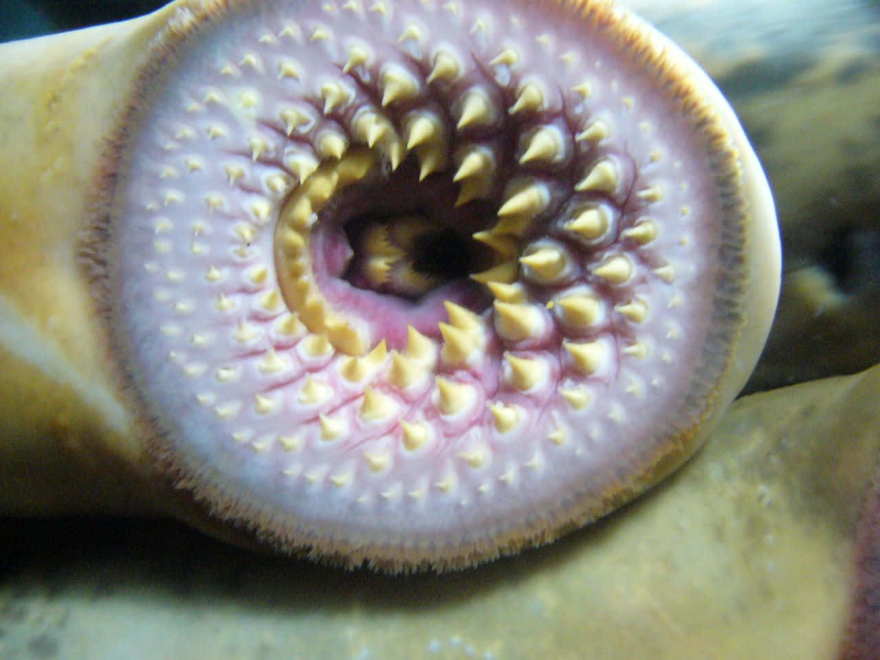 Close Up Lamprey Mouth Wallpaper