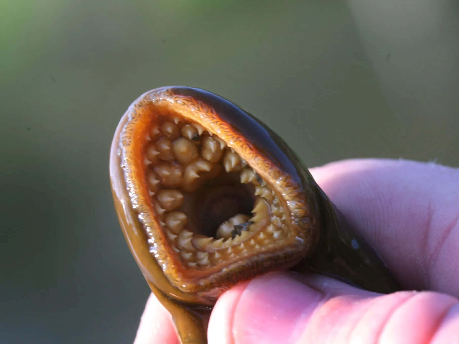 Close Up Lamprey Mouth Wallpaper