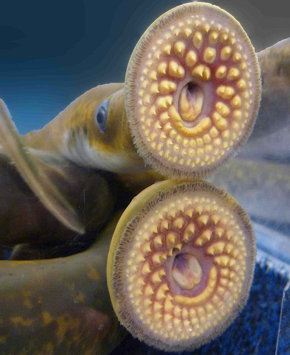 Close Up Lamprey Mouths Wallpaper