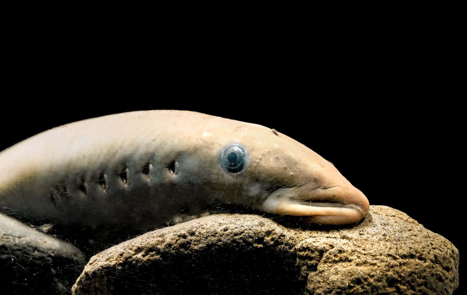 Close Up Lamprey On Rock Wallpaper