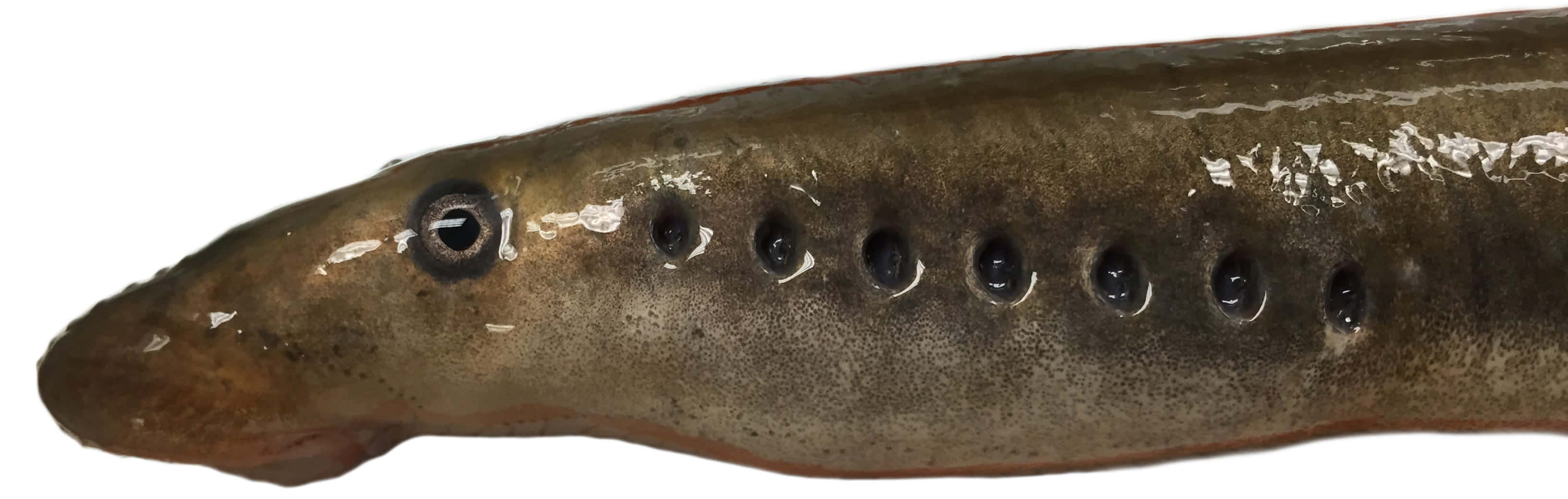 Close Up Lamprey Side View Wallpaper