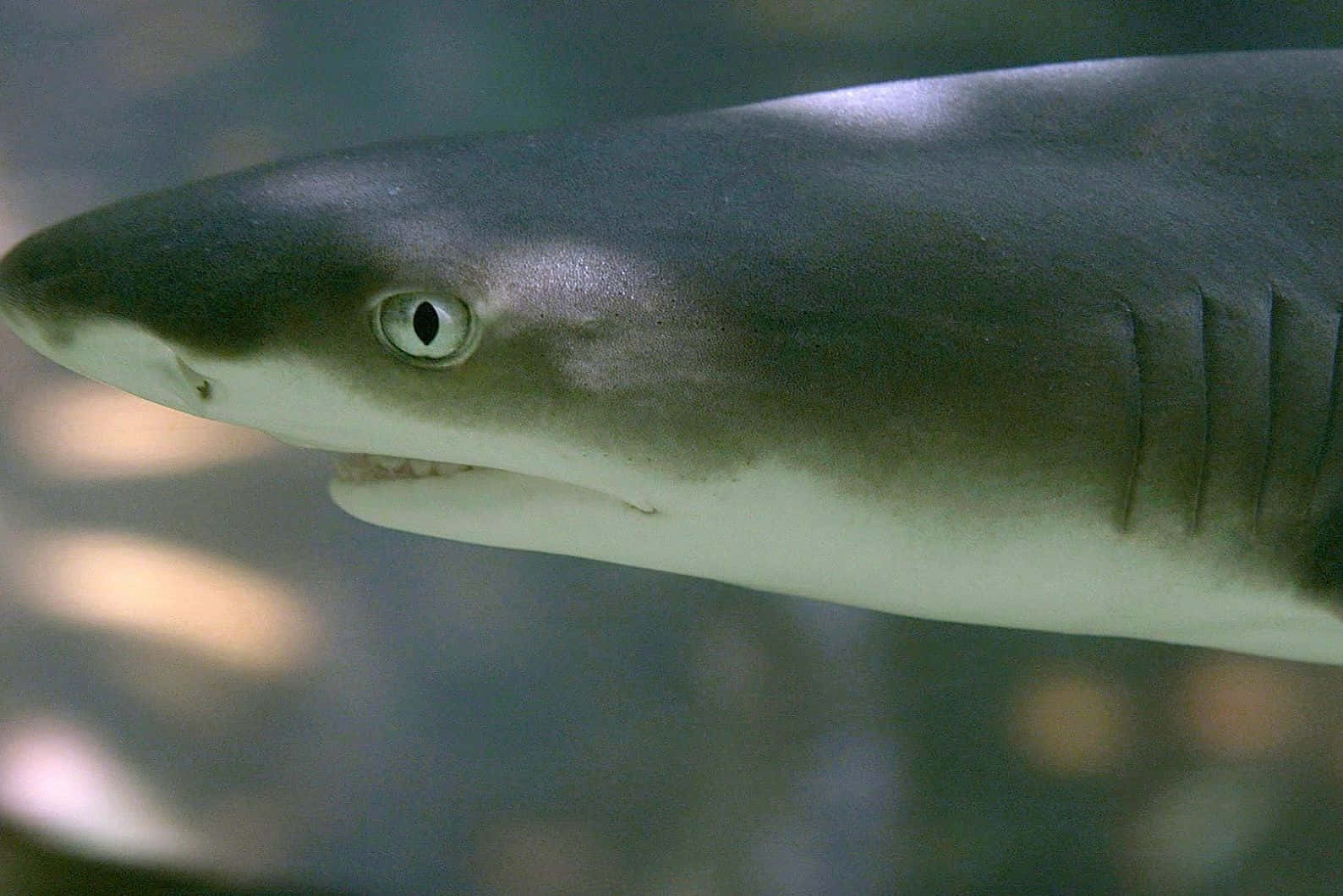 Close Up Lemon Shark Wallpaper