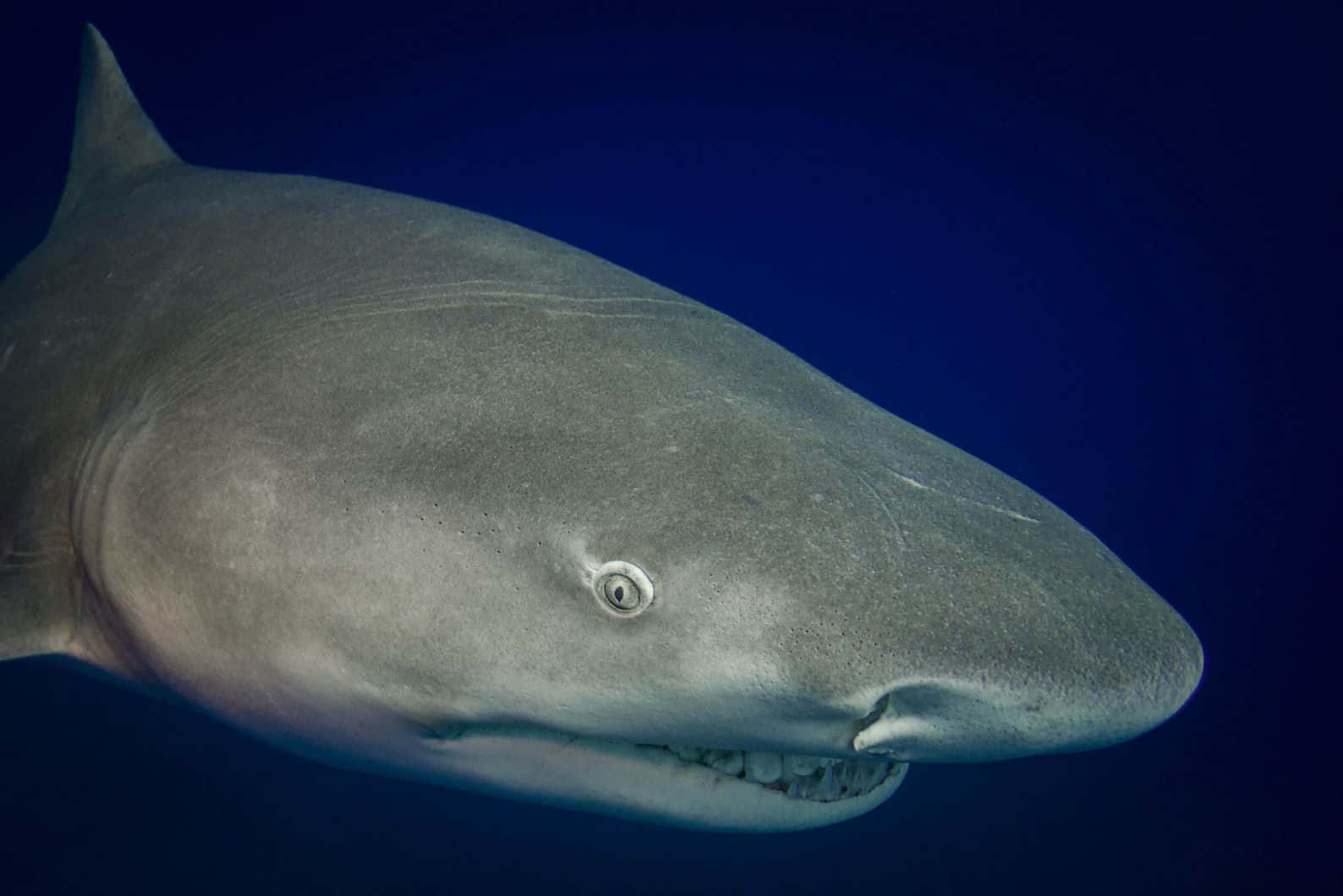 Close Up Lemon Shark Underwater Wallpaper