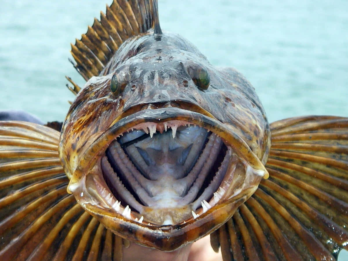 Close Up Lingcod Mouth Open Wallpaper