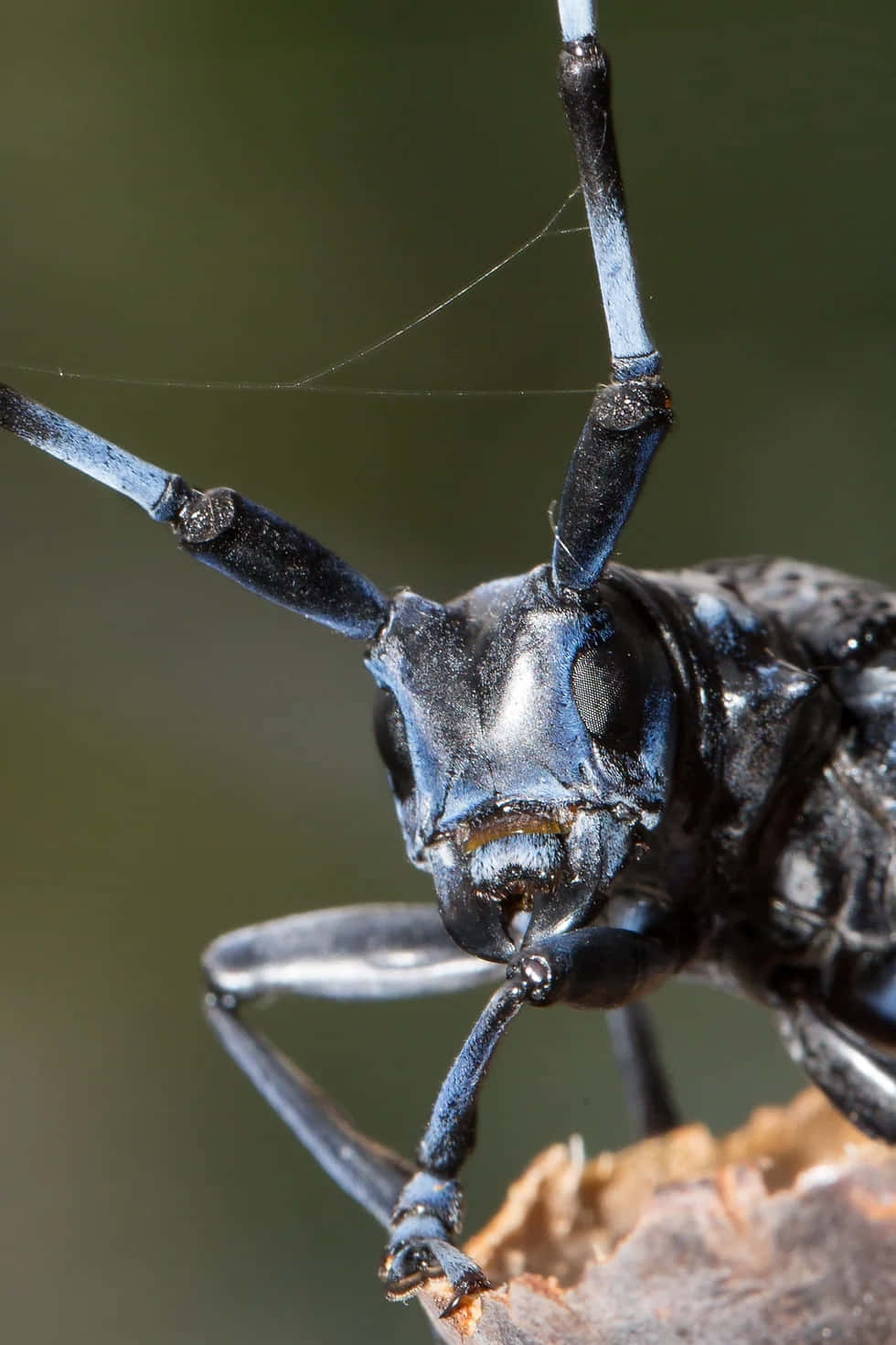 Close Up Long Horned Beetle Wallpaper