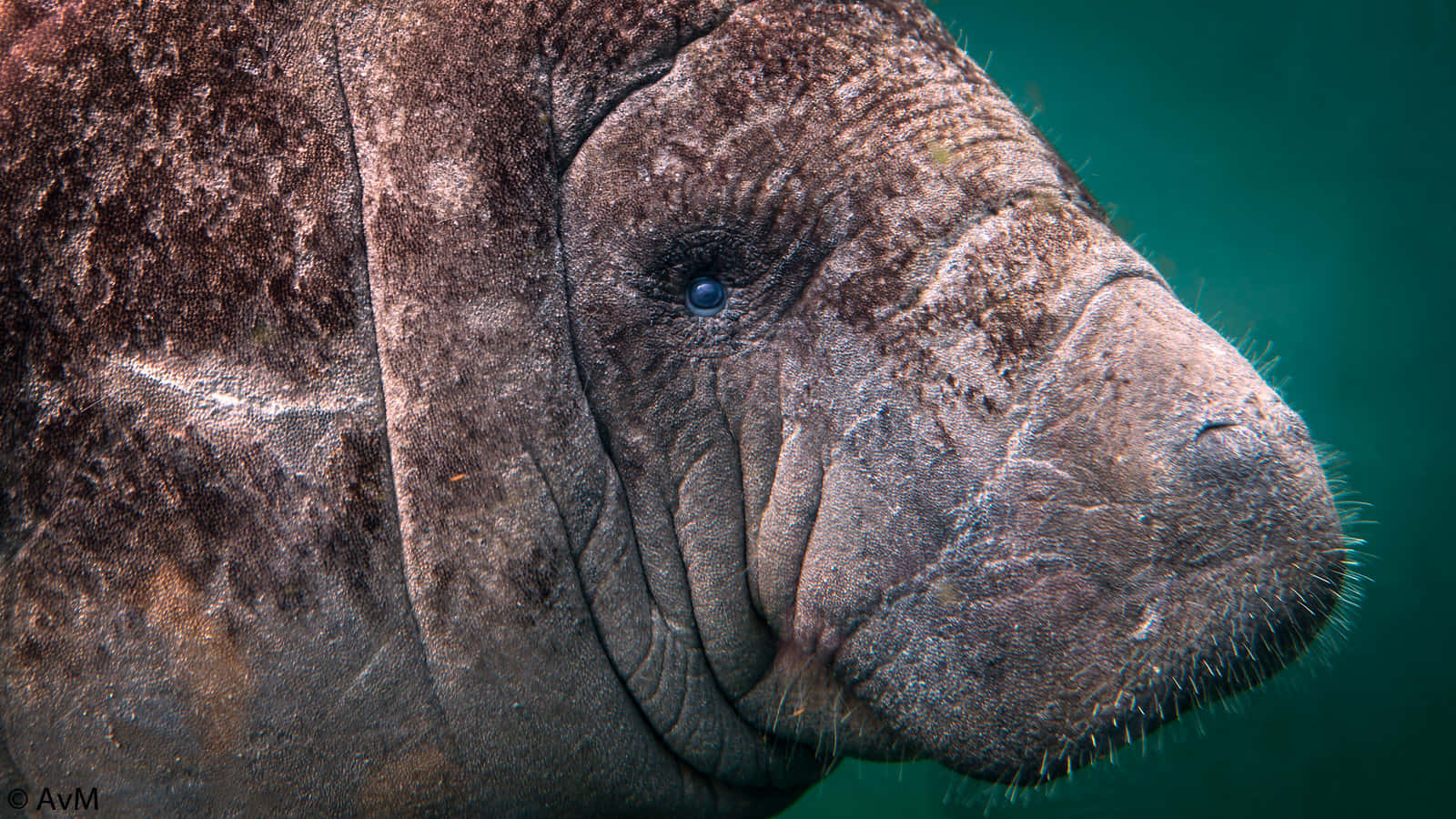 Close Up Manatee Underwater Wallpaper