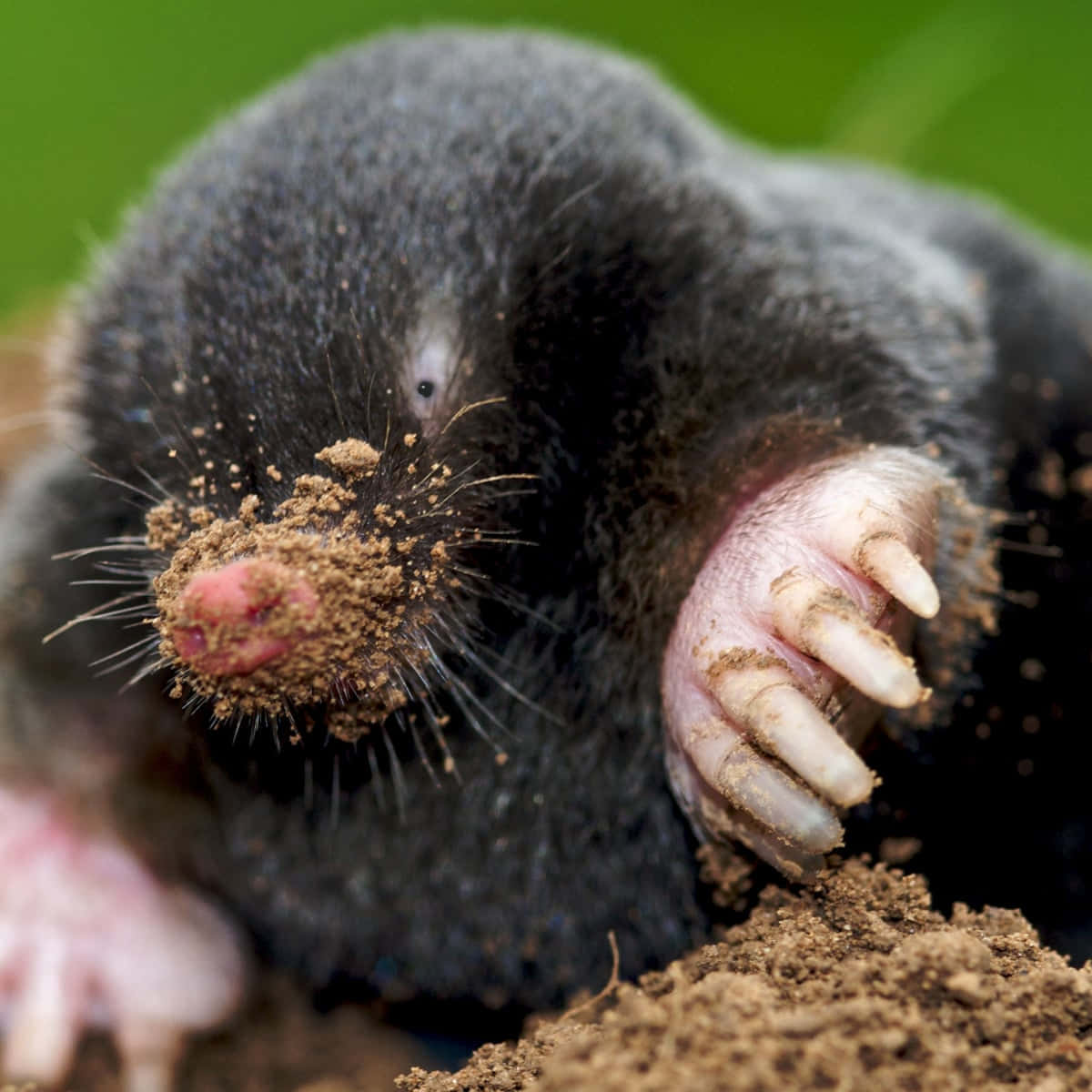 Close Up Mole Digging Wallpaper