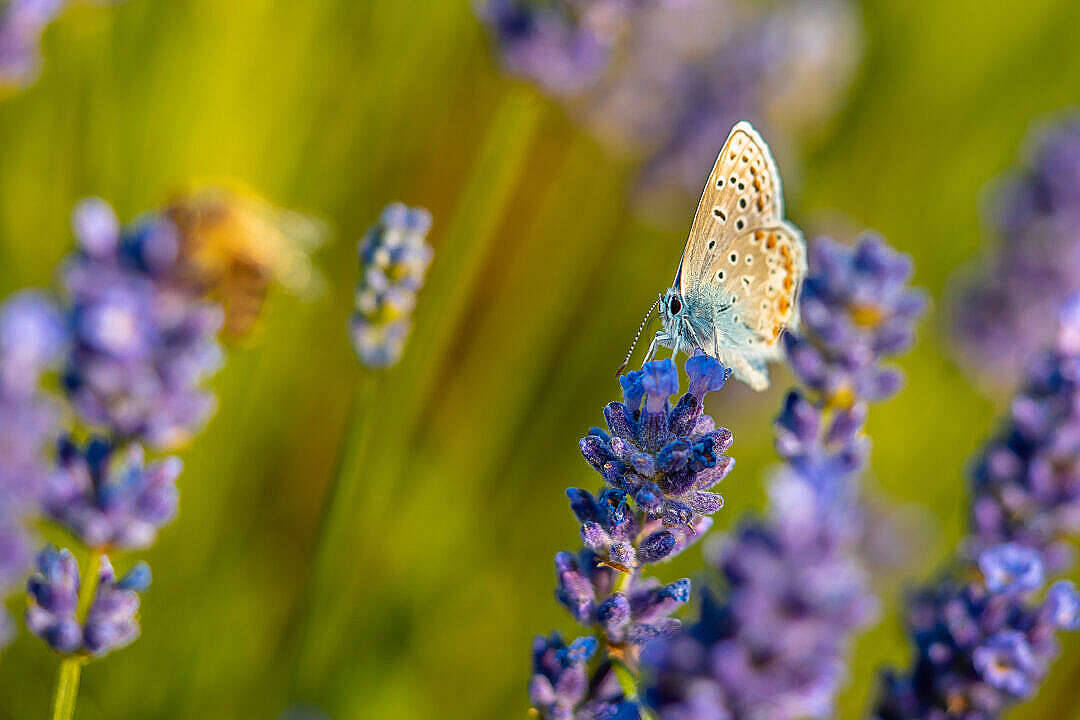 Close Up Of A Aesthetic Butterfly Wallpaper