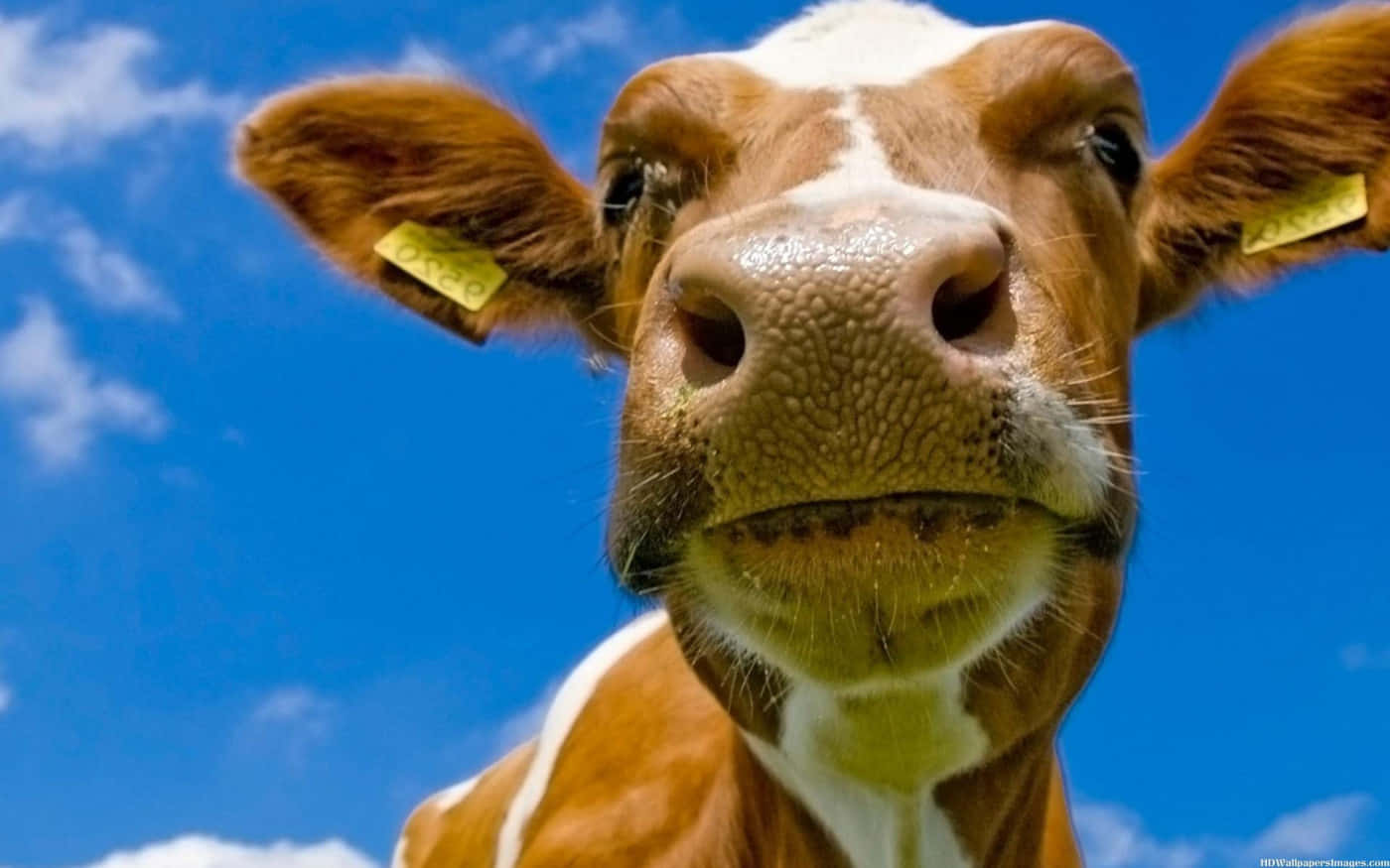 Close-up Of A Beautiful Brown Cow Grazing In A Lush Green Field Wallpaper