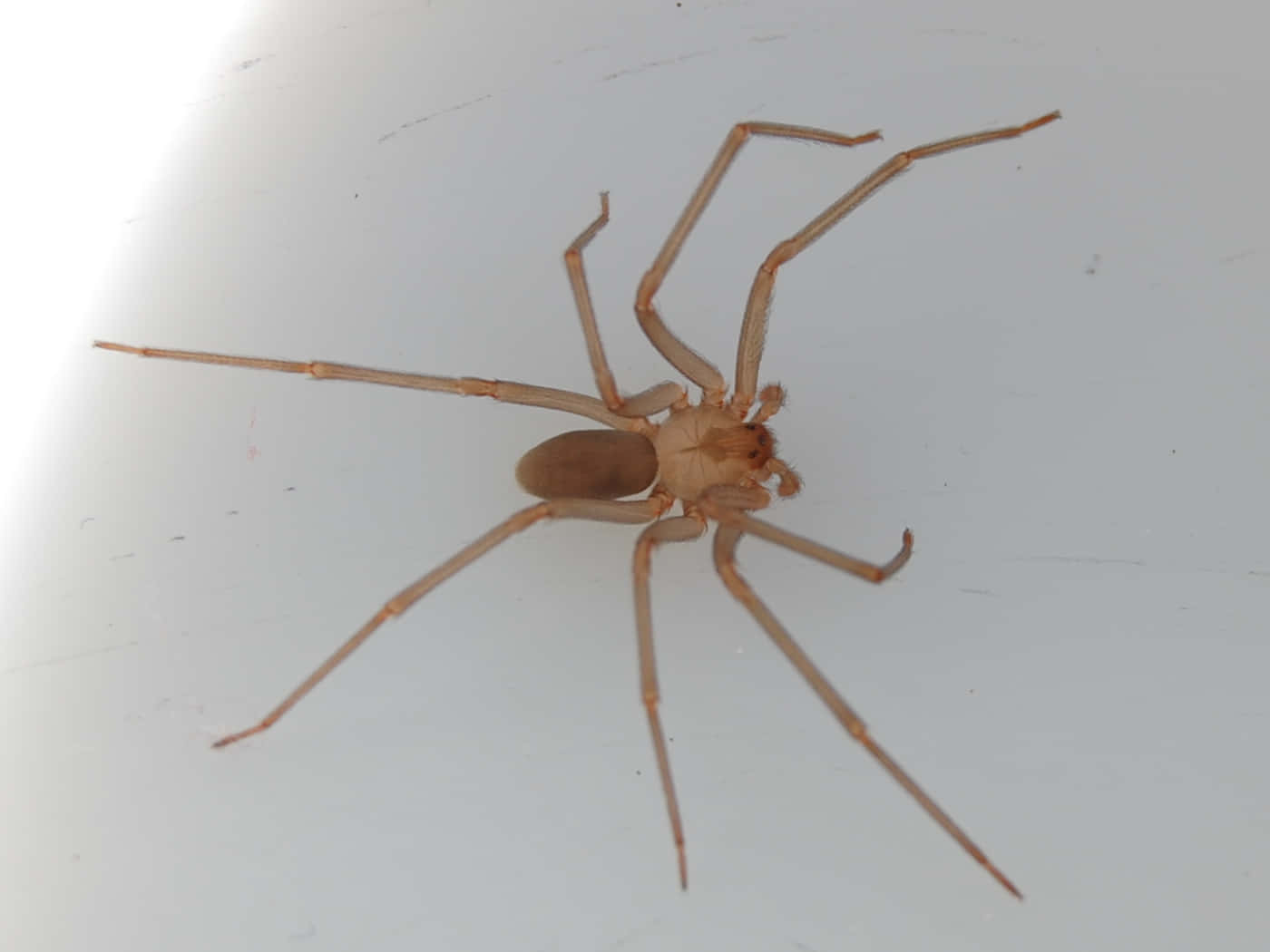 Close-up Of A Brown Recluse Spider On A Leaf Wallpaper