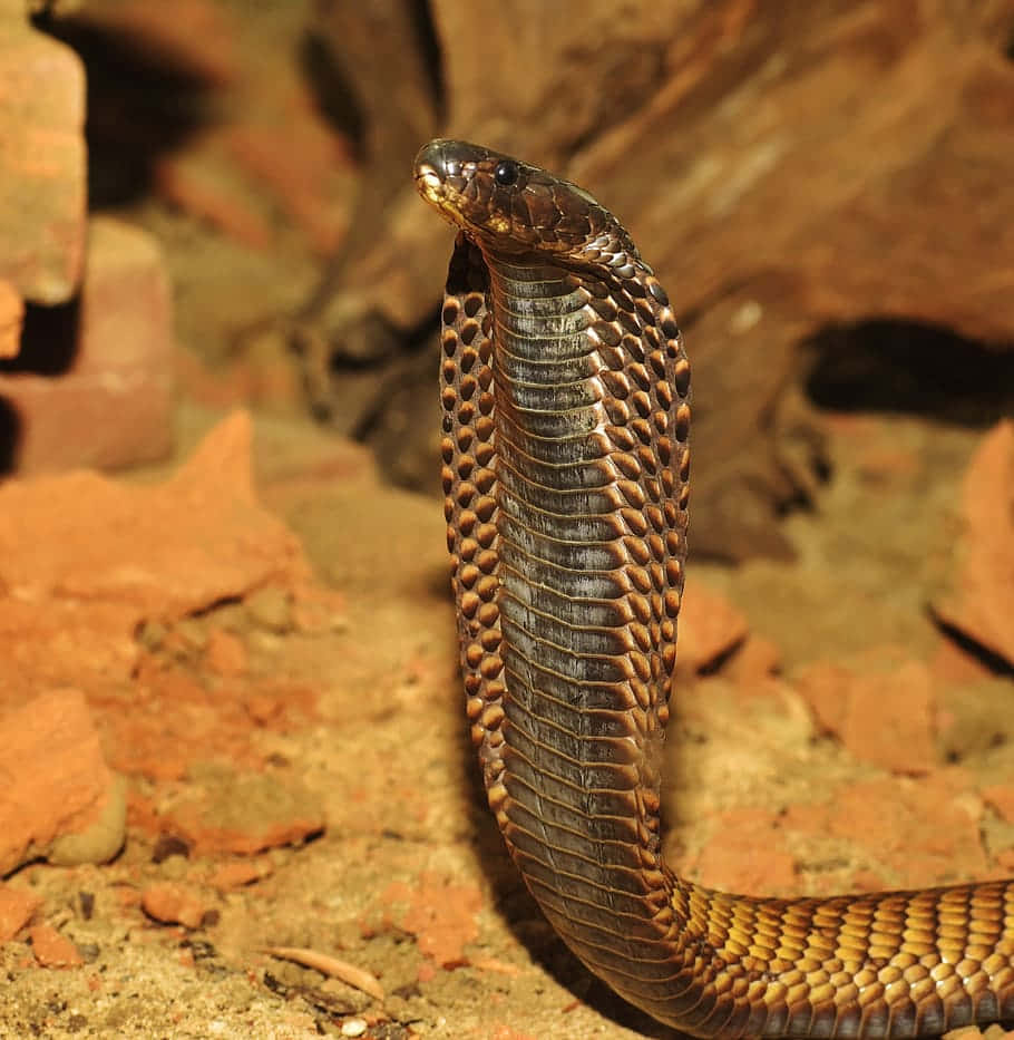 Close-up Of A Brown Snake In Its Natural Habitat Wallpaper