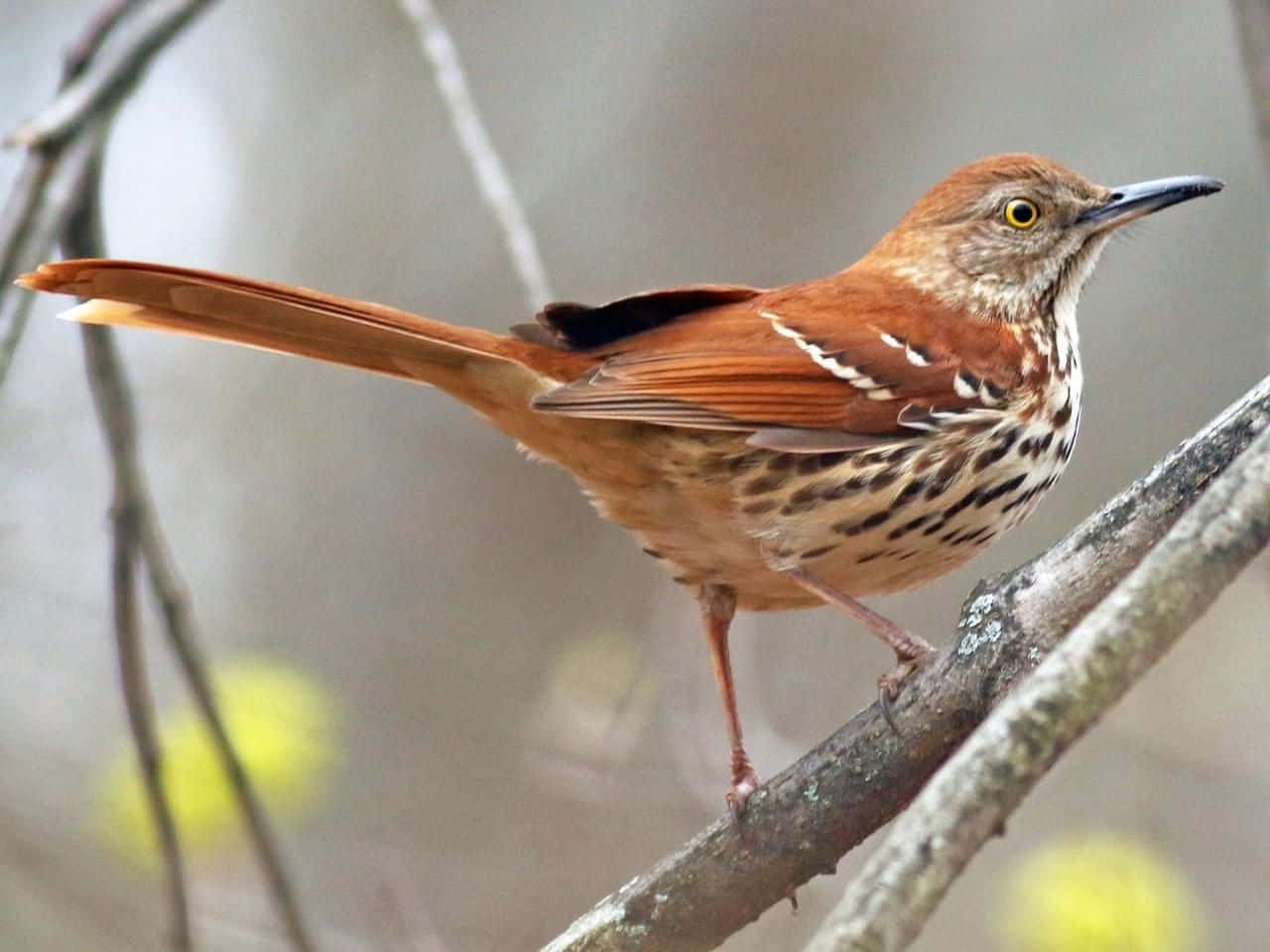 Close-up Of A Brown Thrasher Perched On A Branch Wallpaper